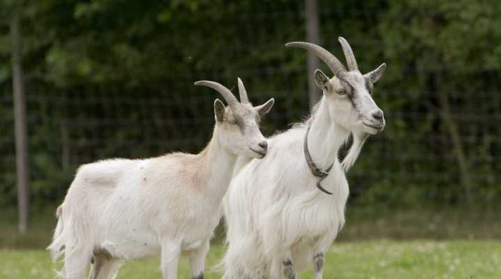 Чешские козы — особенности содержания, характеристики продуктивности