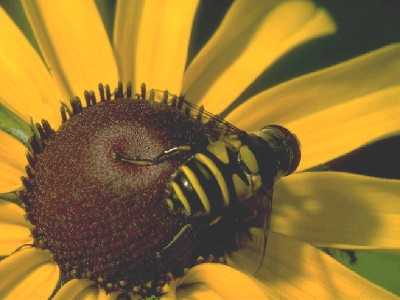 Пчелы в теплицах, как опылители растений