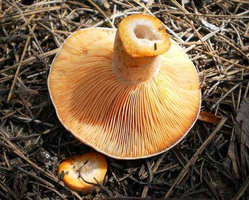 Где и когда растут грибы рыжики, при какой температуре, когда собирать, сезон сбора в областях россии