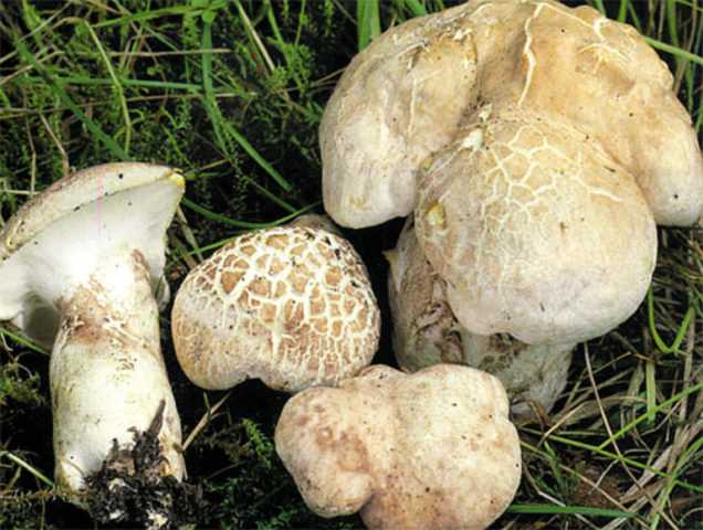 Ложная лисичка: фото и описания гриба, как отличить от съедобной и настоящей