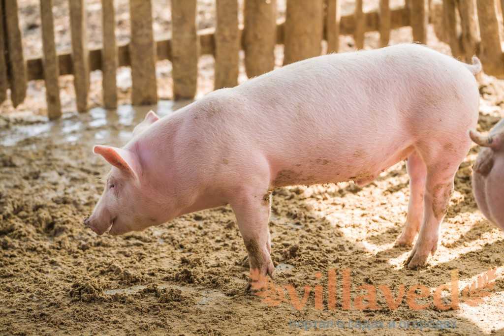 Порода свиней йоркшир: краткое описание, продуктивность, выращивание
