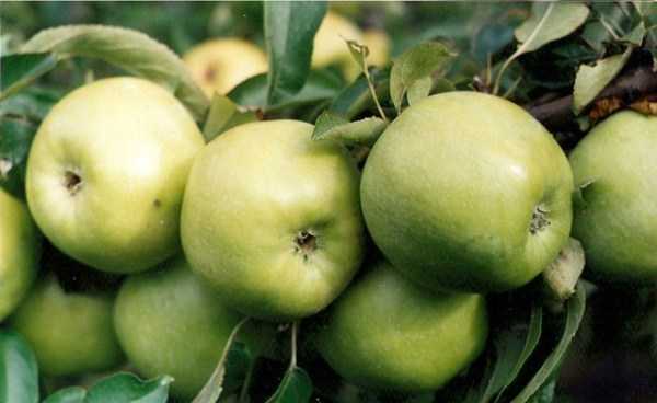Яблоня июльское черненко: описание, инструкция по выращиванию