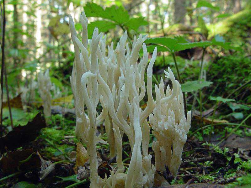 Это не водоросли, это коралловые грибы!