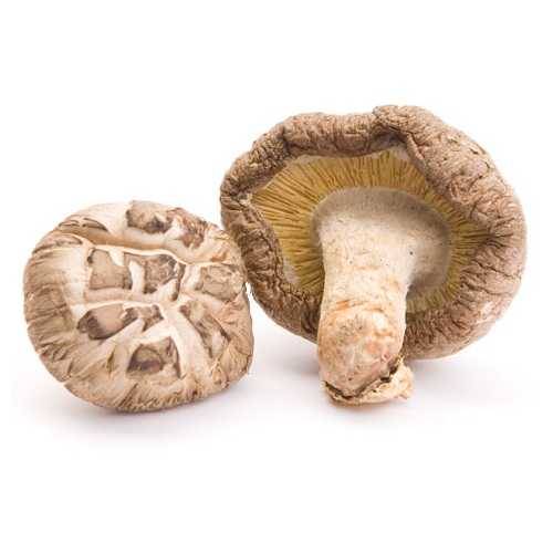 6 полезных свойств гриба шиитаке, а также противопоказания и правила применения