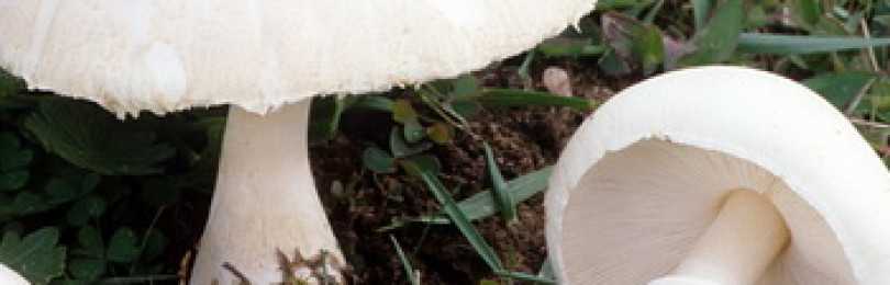 Вольвариелла слизистоголовая. описание, где растет, похожие виды, фото