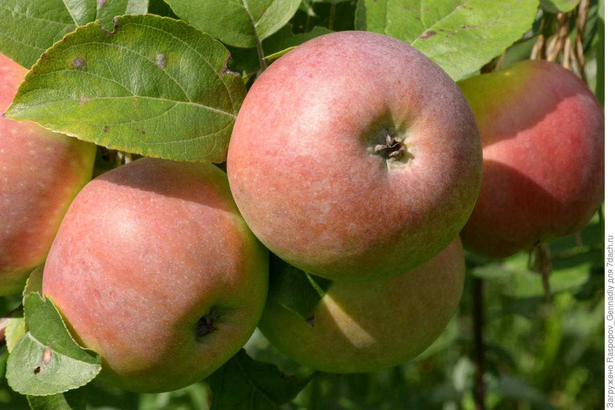 Яблоня дарунок: описание сорта и фото, отзывы садоводов
