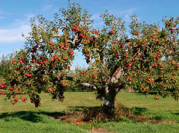 Обработка яблонь весной и осенью от болезней и вредителей: народные средства, чем обработать и чем опрыскивать?