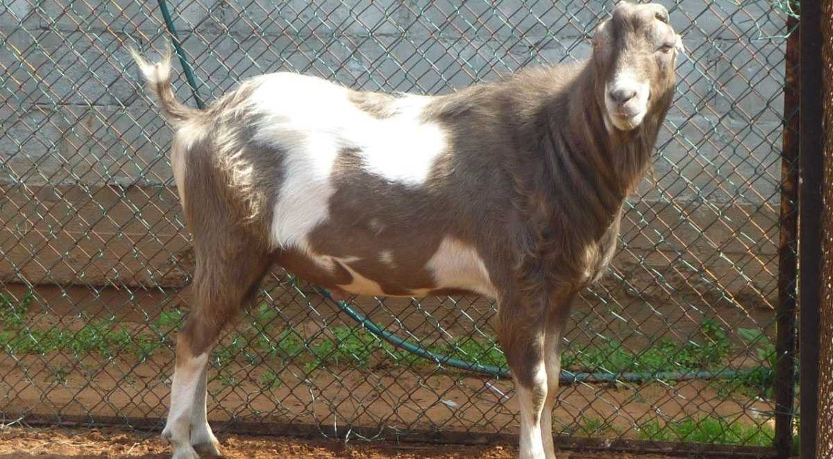 Мясные породы коз в россии с фото и описанием