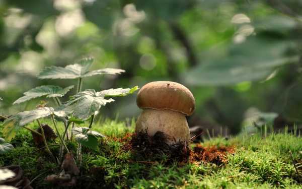 Ложный белый гриб: фото и описание, похожие разновидности, как отличить от настоящего