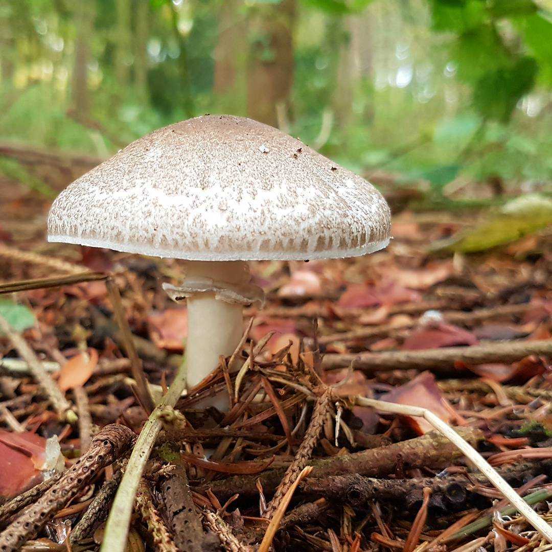 Шампиньон крупноспоровый – теплолюбивый гриб