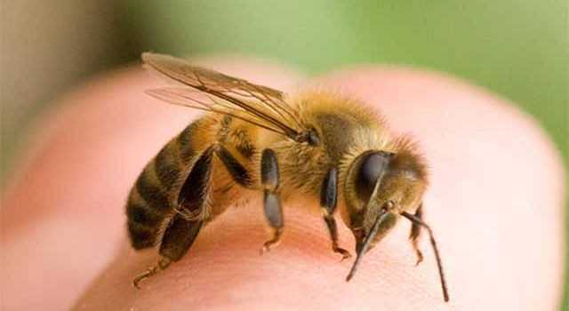 Сон на ульях. как усыпляют пчёлы и чем полезен для организма такой отдых. новости общества