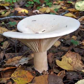 Гриб дождевик - описание, виды, особенности, кулинарная ценность необычного гриба.