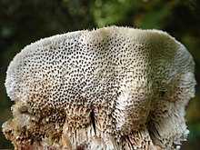Когда собирают сморчки: где растут эти грибы, как их узнать