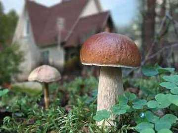 Как вырастить на даче грибы? / асиенда.ру