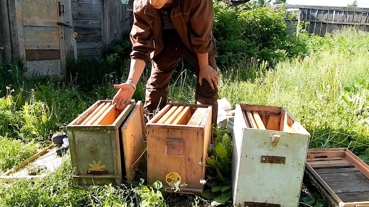 Ловушки для пчел своими руками: чертежи, размеры, фото, видео