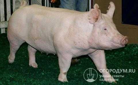 Свиньи пьетрен: характеристика, фото, отзывы о породе