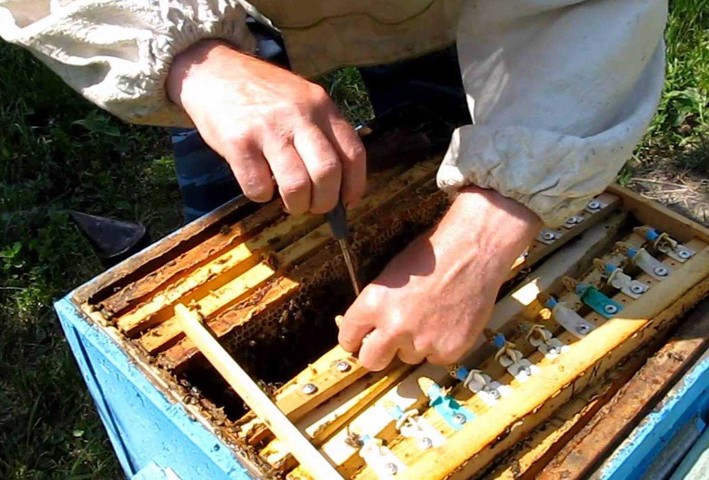 Варроатоз пчел - современные методы обработки и лечения