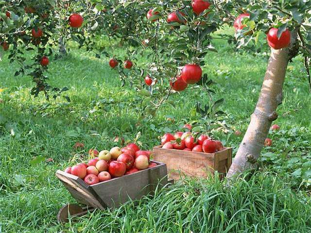 Сорт яблони августа, описание, характеристика и отзывы, а также особенности выращивания данного сорта