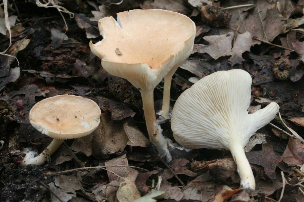 Говорушка подогнутая - описание, где растет, ядовитость гриба