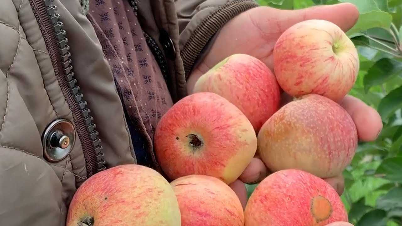 Сорт яблони услада: описание, посадка и уход