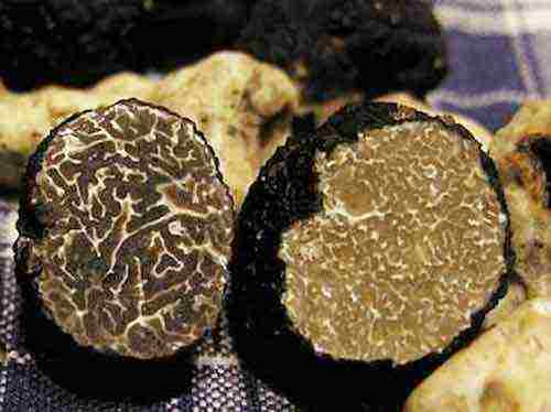 Трюфель - гриб гурманов, история, свойства, вкусовые качества, где растет и как собирают редкий гриб