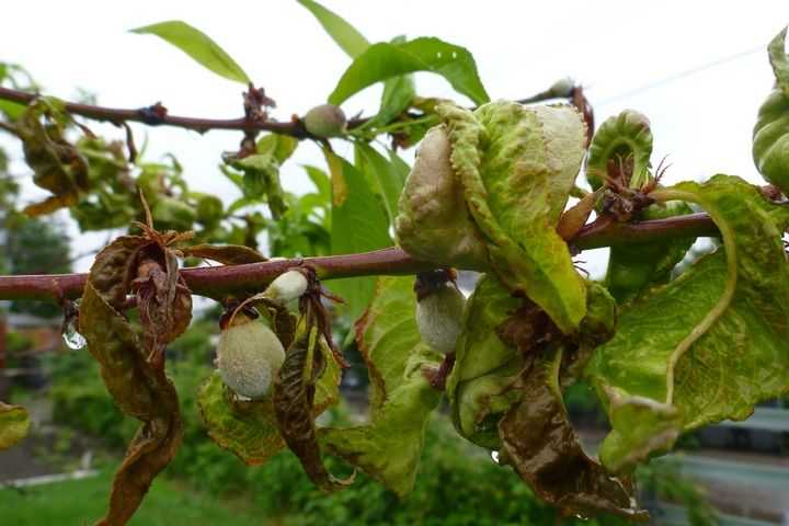Курчавость листьев персика: меры борьбы, чем опрыскать персик от курчавости листьев, как лечить