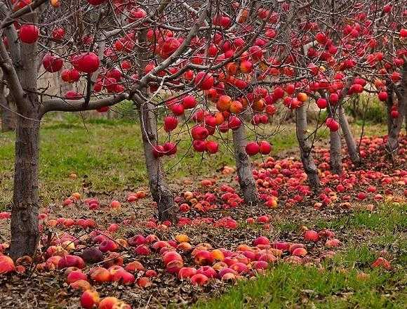 Как сажать и ухаживать за яблонями осенью в подмосковье