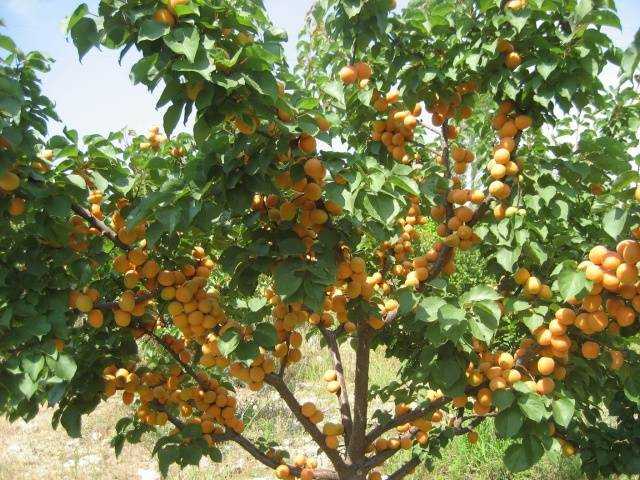Обработка абрикоса весной от болезней и вредителей, чем и когда опрыскивать дерево, отзывы