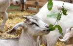 Болезни коз и коров, и их лечение