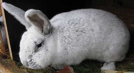 Кролик породы фландр или бельгийский великан - породы кроликов | описание, советы, отзывы, фото и видео