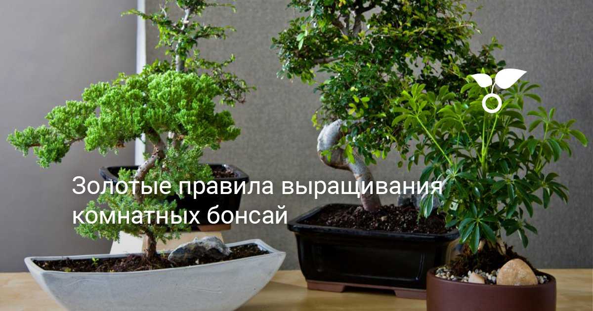 6 лучших растений для бонсай. из чего вырастить бонсай? список названий с фото — ботаничка.ru
