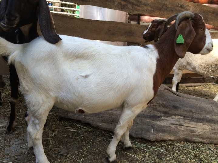 Породы коз с фото и описанием - камчатгосплем