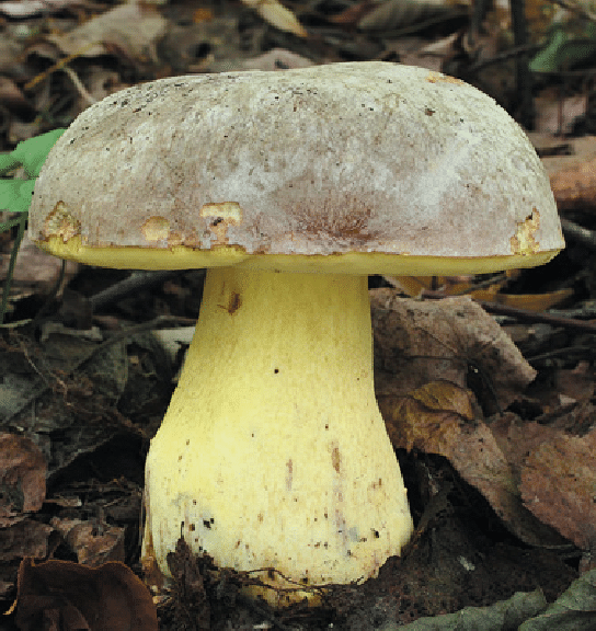 Боровик гриб: фото и описание, съедобные разновидности, отличие от белого