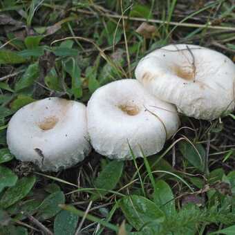 В чем уникальность гриба масленок белый?