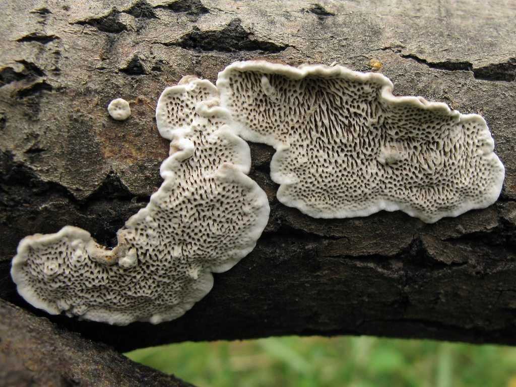 Сатанинский гриб (ложный белый гриб): как выглядит, отличия от бледной поганки, съедобный или нет, ложный, фото