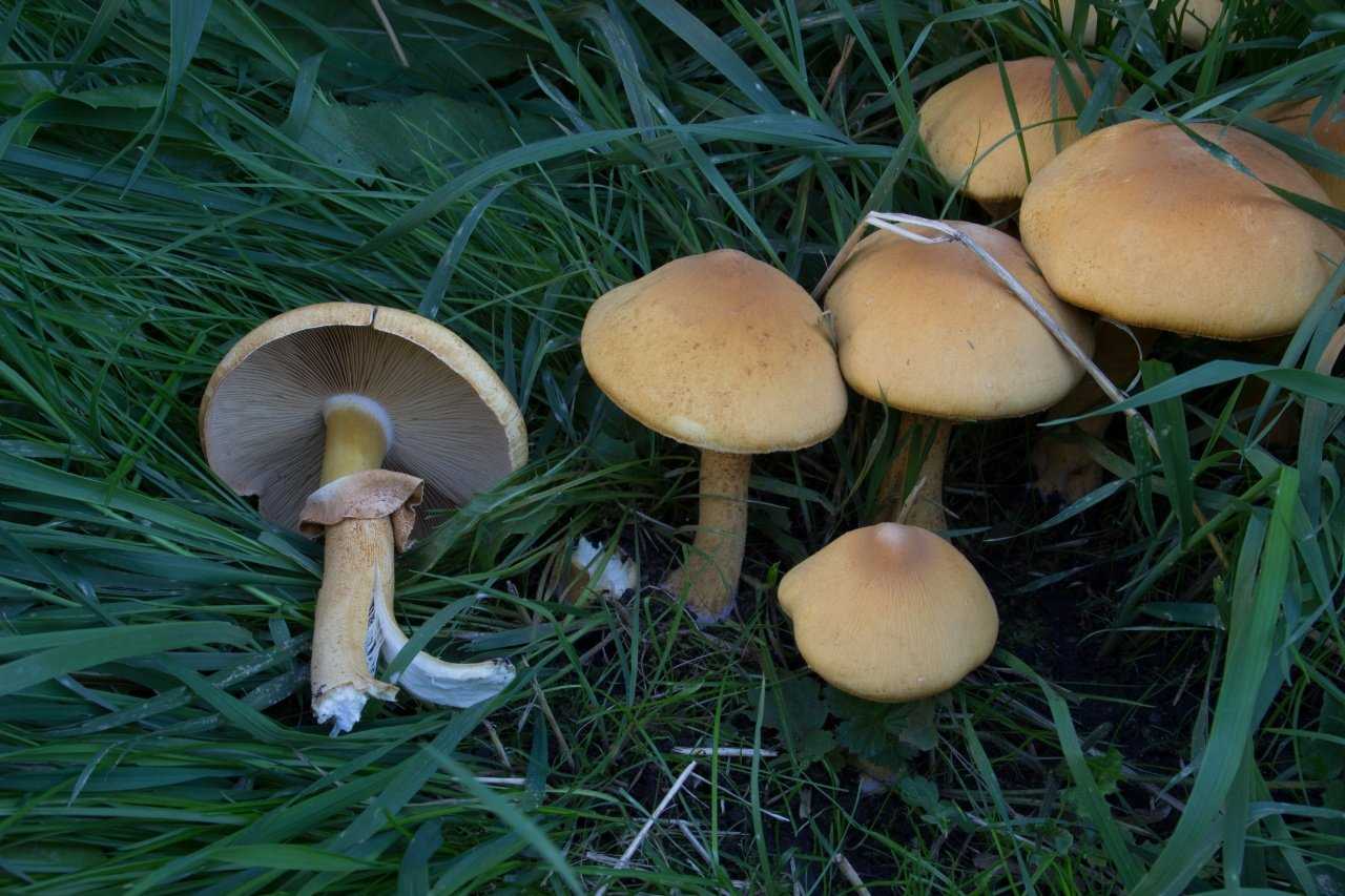 Млечники (грибы). описание, фото и виды