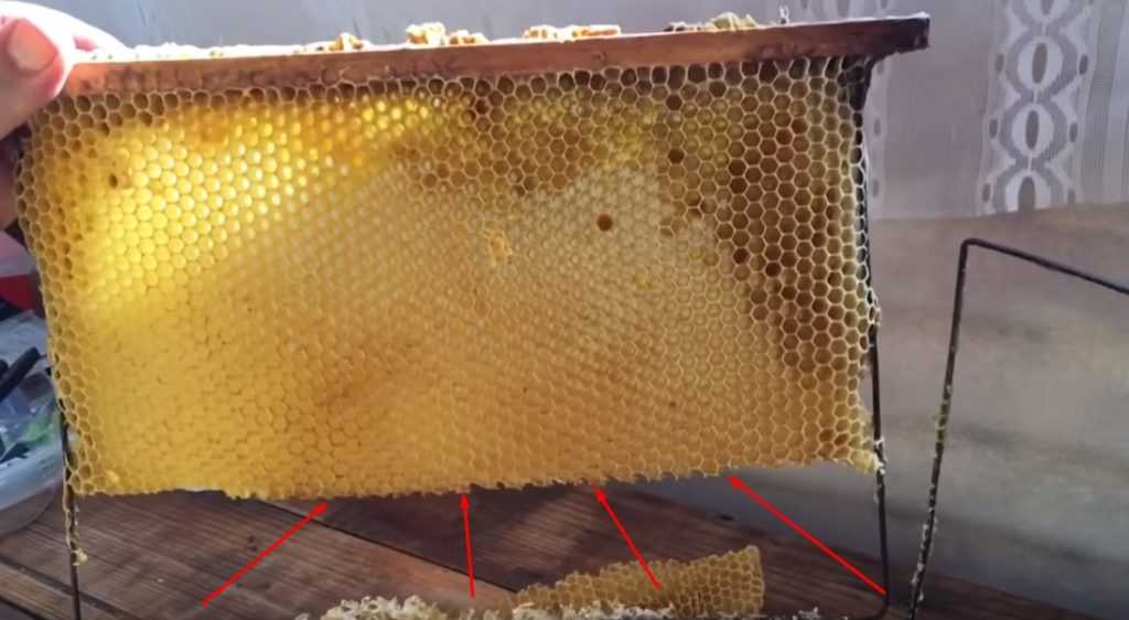 Маточники пчел: свищевые и роевые, как строится и выглядит маточник