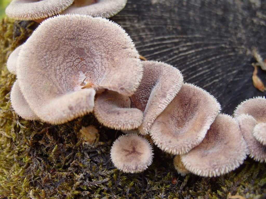 Белый гриб и ложный белый гриб. разновидности, характеристики и отличия