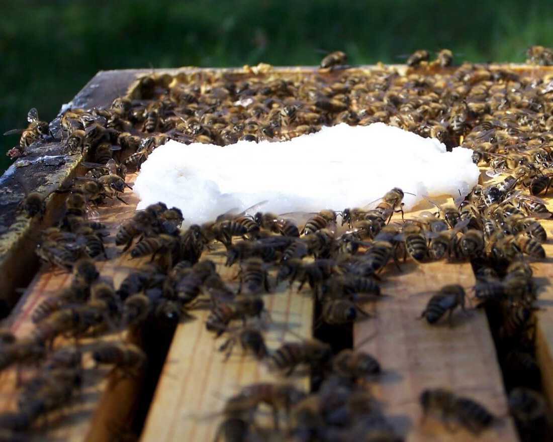 Весенняя подкормка пчел: рецепты приготовления