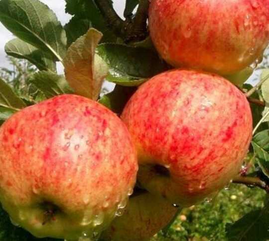 Описание и характеристики яблони сорта башкирская красавица, преимущества и недостатки