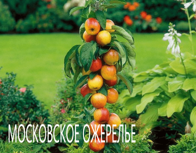 Описание колоновидной яблони сорта московское ожерелье