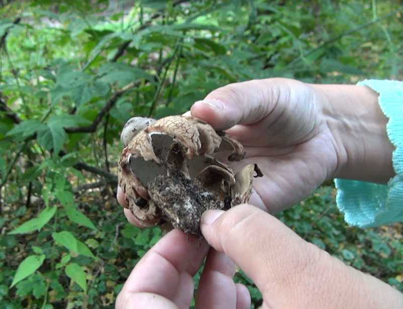 Дрожалка мозговая (дрожалка мозговидная, tremella encephala): как выглядит, где и как растет, съедобный или нет