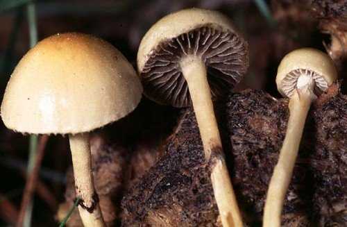 Описание и фото гриба навозная лысина, места его произрастания. Воздействие на психику человека и запреты на сбор и употребление. Фото и отличия двойников.