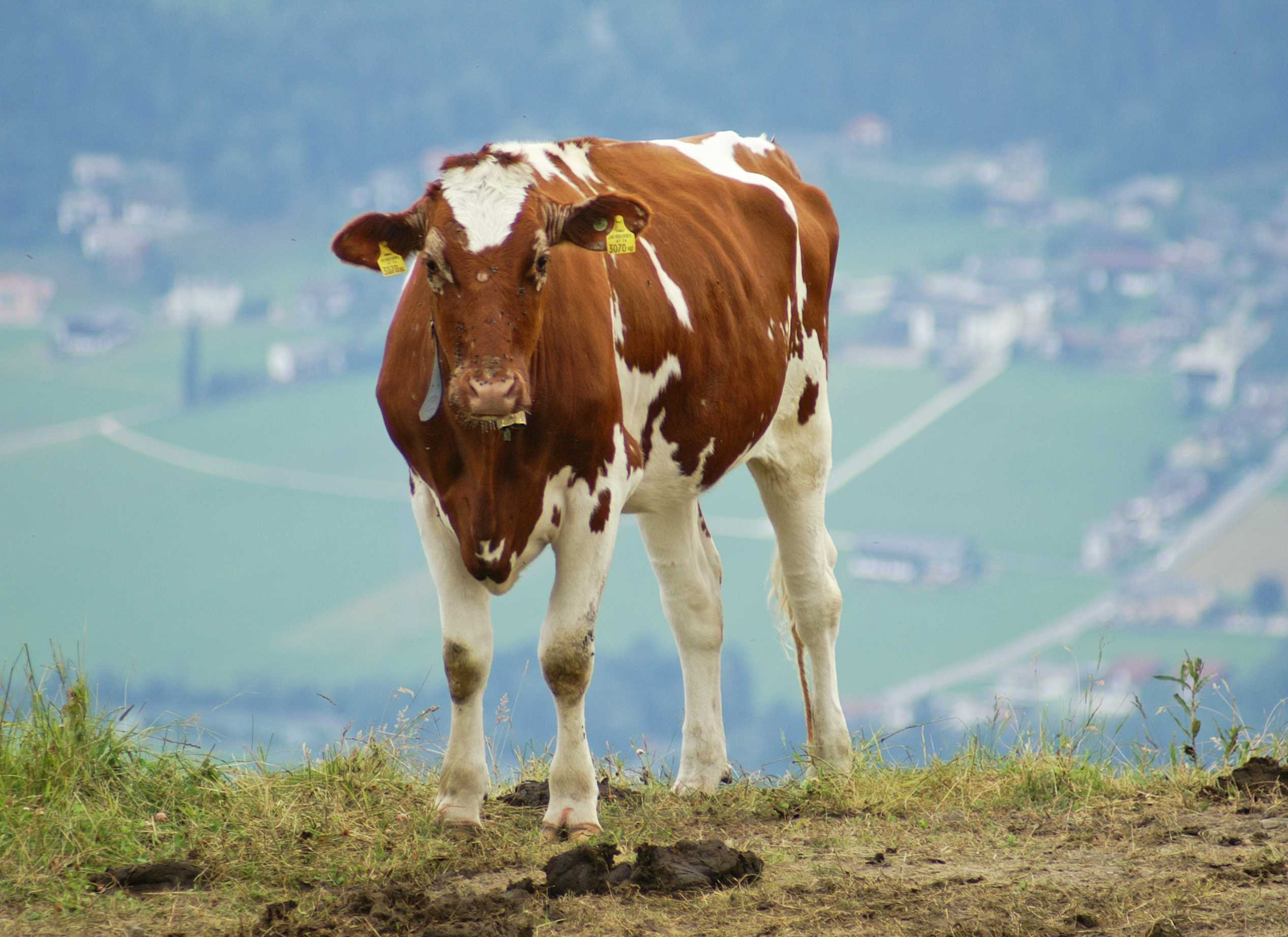 Айрширская порода коров — рассмотрим развернуто
