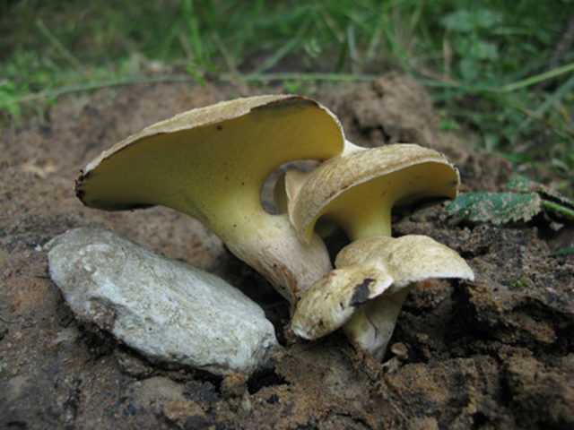 Окаймленный трутовик: описания гриба, места произрастания, лечебные свойства