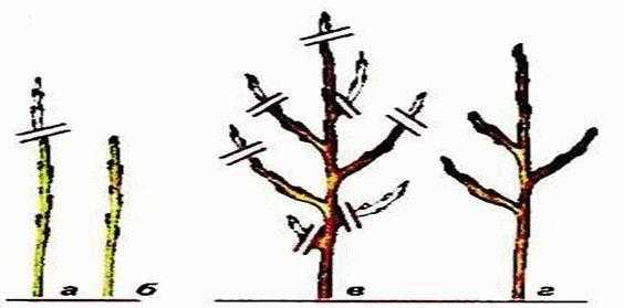 Обрезка колоновидных яблонь: правила и схема обрезки колоновидных яблонь весной |