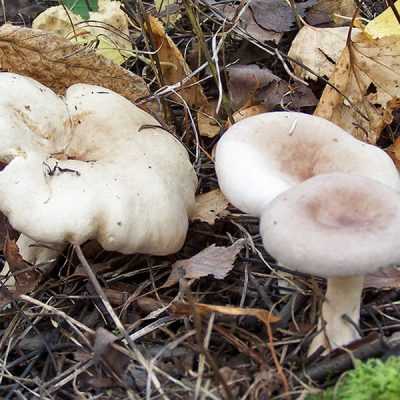 Млечник (род грибов) — википедия