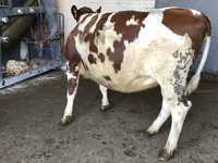 Айрширская порода коров: характеристика и отзывы