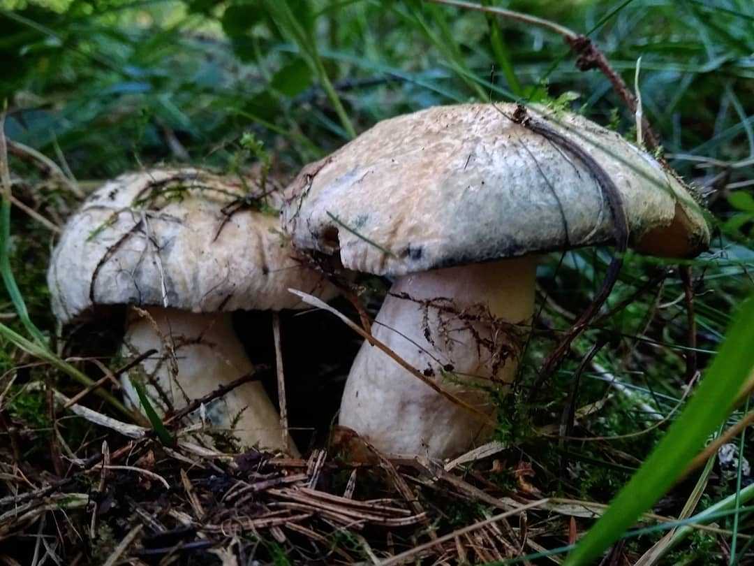 Как приготовить гриб синяк?