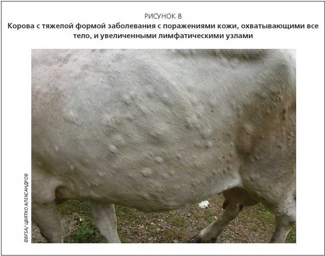 Сетариозы у коров  - болезни коров